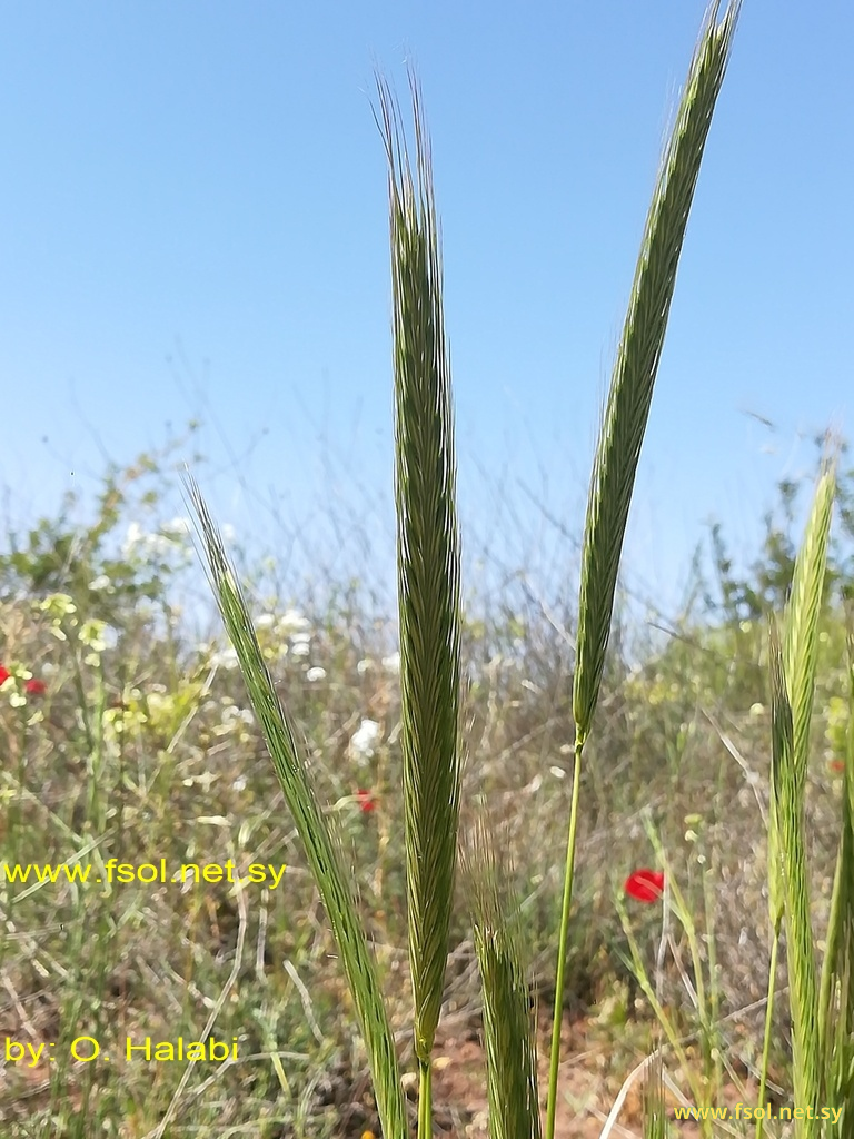 Hordeum bulbosum L.